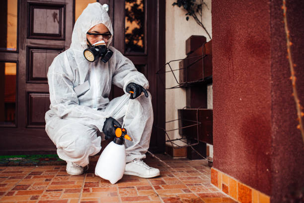 Reliable Wasp Removal contractor in Salem, MO by Show Me Pest Control